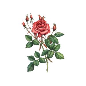 Indain Rose