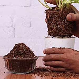 Potting mix with cow manure for indoor plants