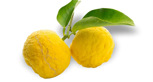 Two yuzu fruits with green leaves on a white background.