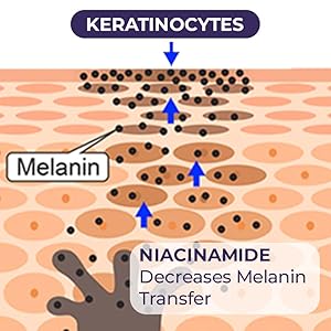 Keratinocytes