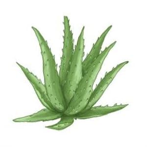 ALOE VERA