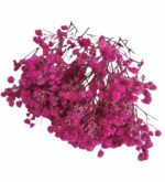 Magenta Baby Breath/Gypsy Flower for Hair Styling Hair Accessories for Wedding Parties-Pack of 10gms Box | Bridal Hair Accessories