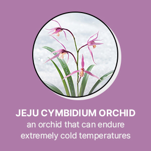 Jeju Orchid Enriched Cream