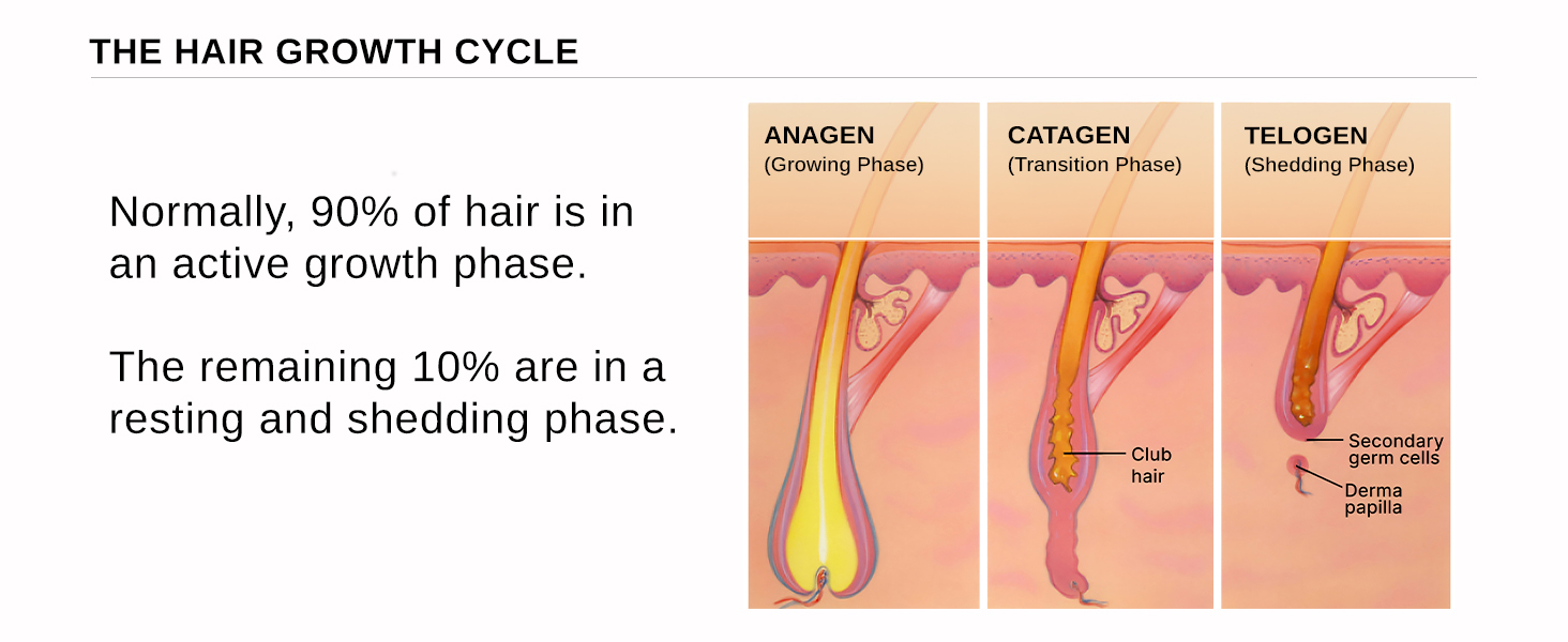 Hair Growth Cycle