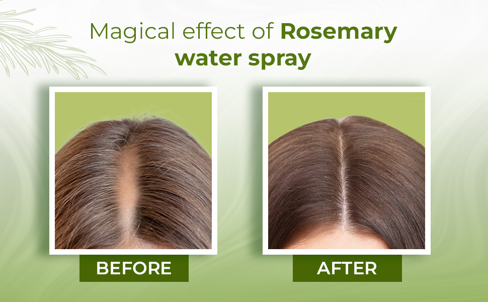 Strengthens hair from the roots: Rosemary water nourishes the scalp