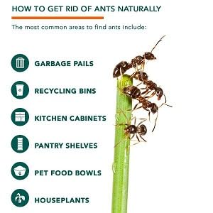 ANTS HINDING PLACES