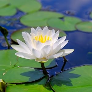 White Lotus