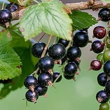 Black currant seed oil extract