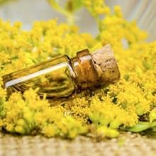 Goldenrod extract