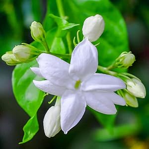 jasmine