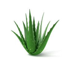 Aloe Vera plant