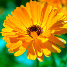 Calendula 